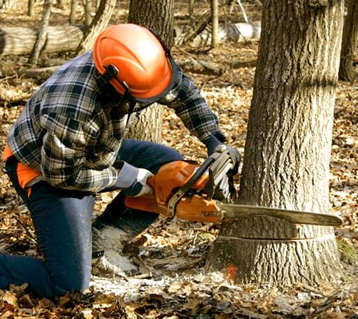 Tree Removal in De Borgia, MT